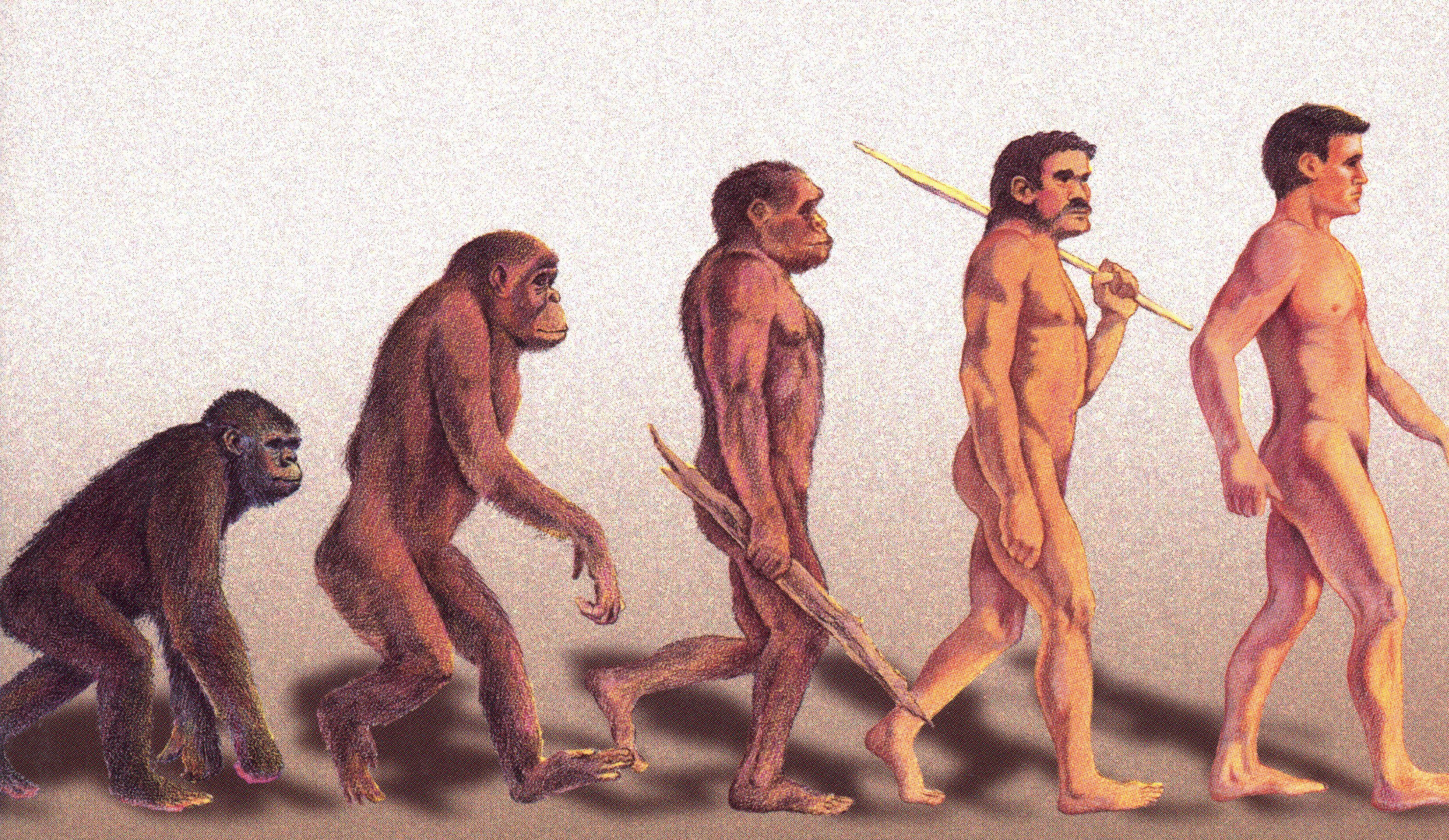 Как менялись древние люди. Эволюция Дарвин хомо сапиенс. Теория Дарвина австралопитек. Теория эволюции Дарвина. Теория Дарвина о эволюции человека.
