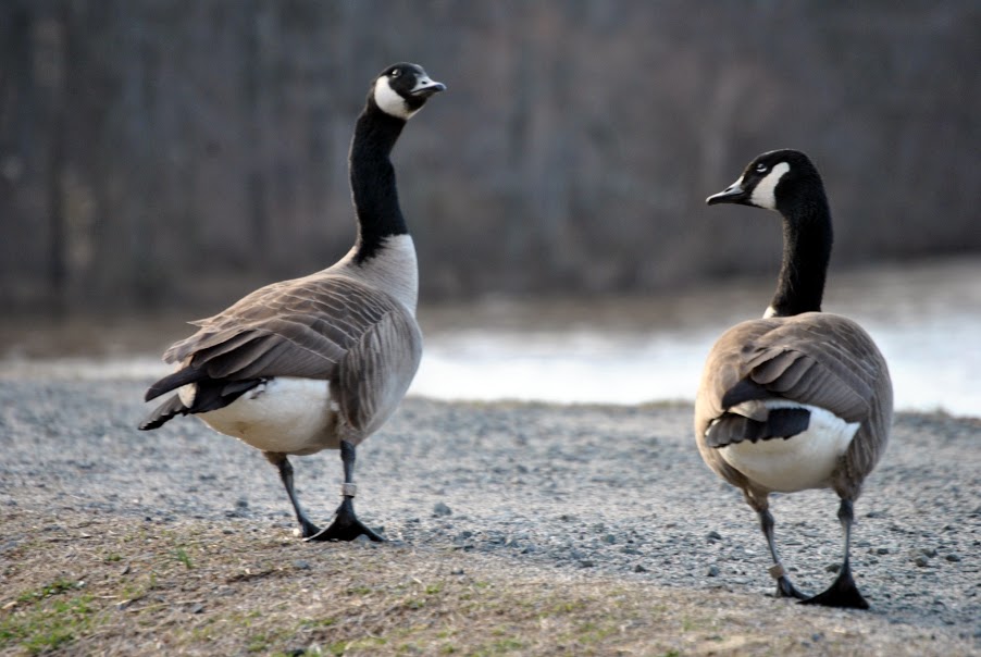 Geese Stepping