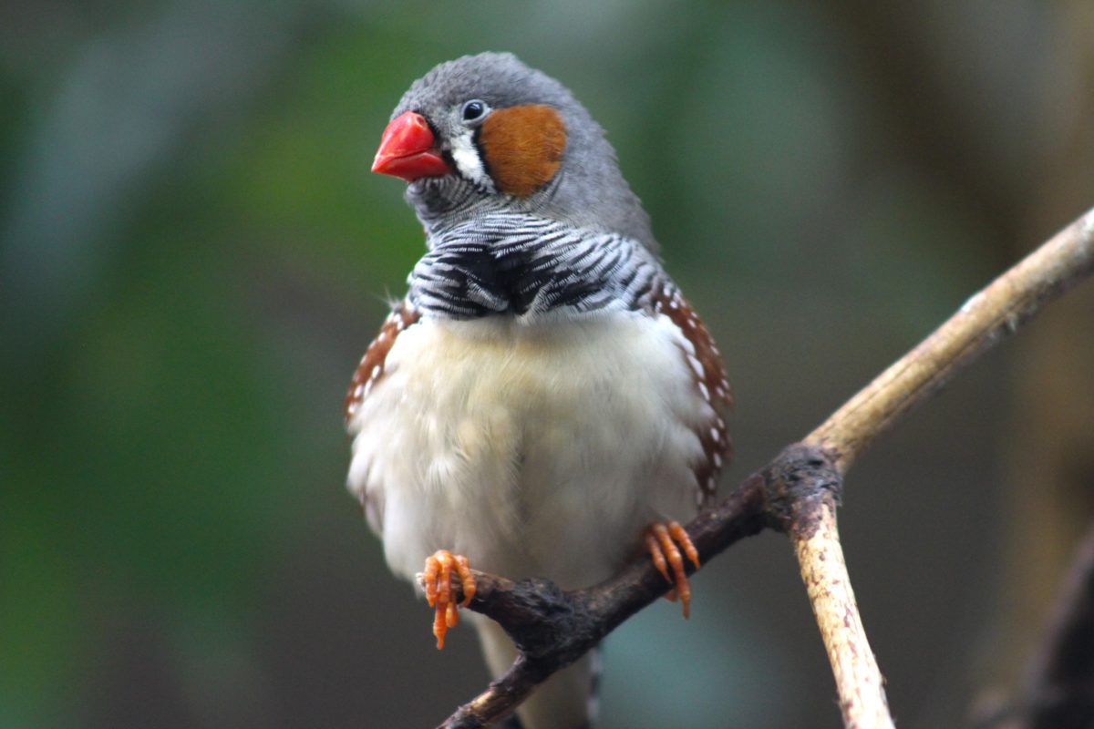 Misrepresenting The Galapagos Finches Icons Of Evolution